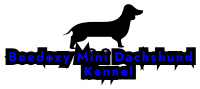 beedoxyminidachshund.com